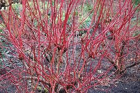 (1 Gallon) Coral Red Dogwood Trees