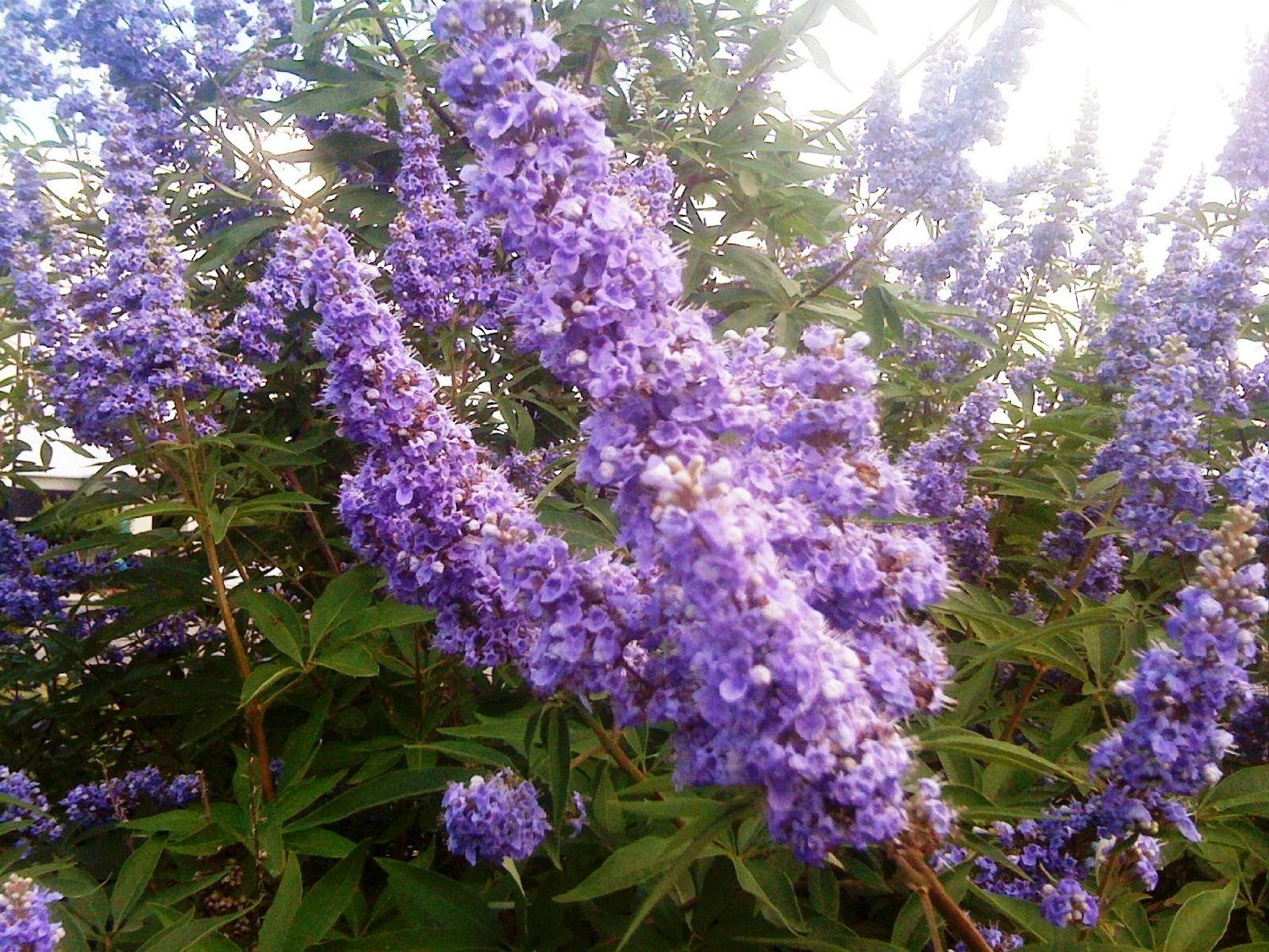 (5 Gallon) Vitex Shoal Creek, Tiny, Fragrant Lilac Flowers In Loose Panicles, Aromatic, Compound, Palmate, Grayish-Green Leaves.