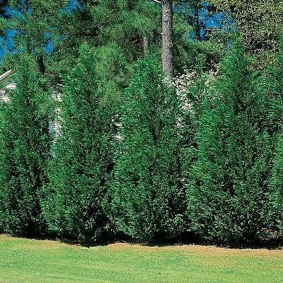 Green Giant Thuja-Natures Privacy Fence, Christmas Tree