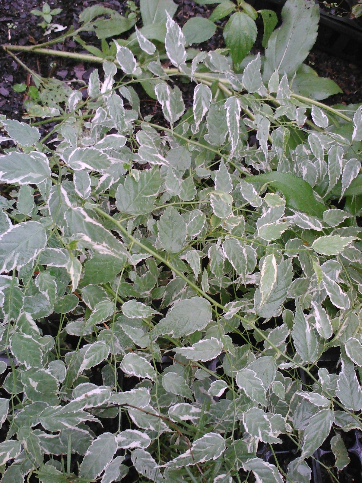 Variegated Japanese Kerria