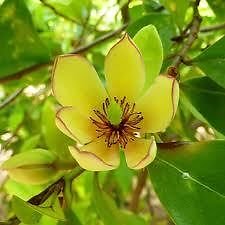 Banana Shrub Magnolia Tree, Flowers Smell Like Banana, Exotic, Evergreen Beauty, (Classic Evergreen Shrub of The Old South)