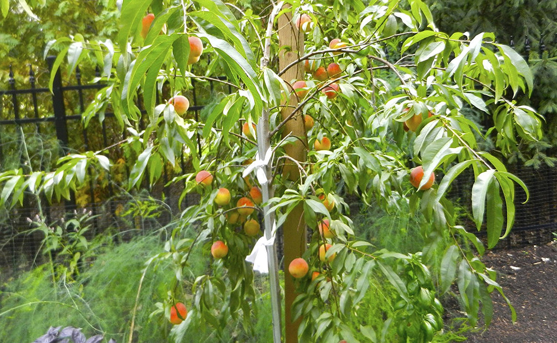 (4 In 1) Peach Cocktail Tree - 4 Different Peaches On One Plant (Cocktail Peach Plant) Belle of Georgia,June Gold, Red Haven, Hale Haven, Elberta