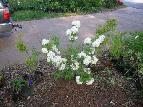 Spirea Shrubs – EZ Growing Plants