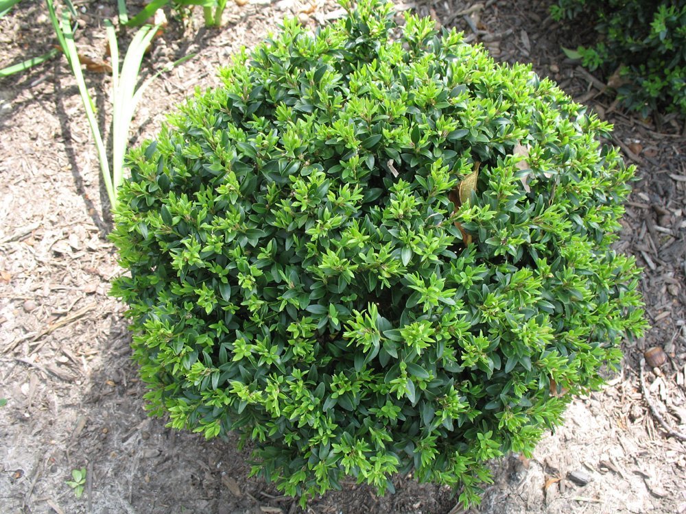 (1 Gallon) Titan Boxwood, Broadleaf Evergreen Shrub, Compact, Mounded Shrub,A More Vigorous Grower with Better Winter Color.