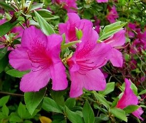 Formosa-Hybrid Azalea