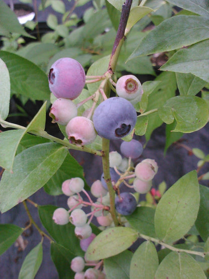 Powderblue Rabbiteye Blueberry