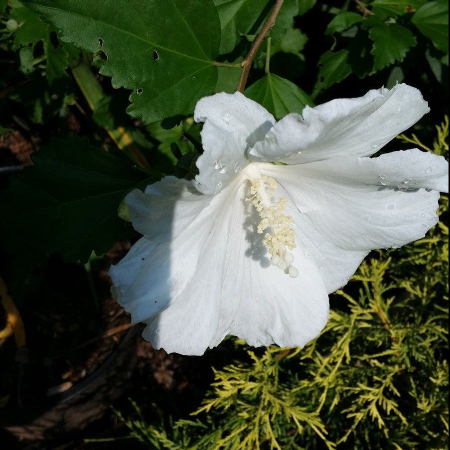 Althea Diana Single White Blooms (Rose of Sharon)
