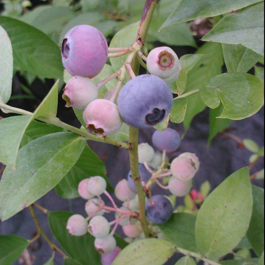 Titan Blueberry - Berries As Big As A Quarter