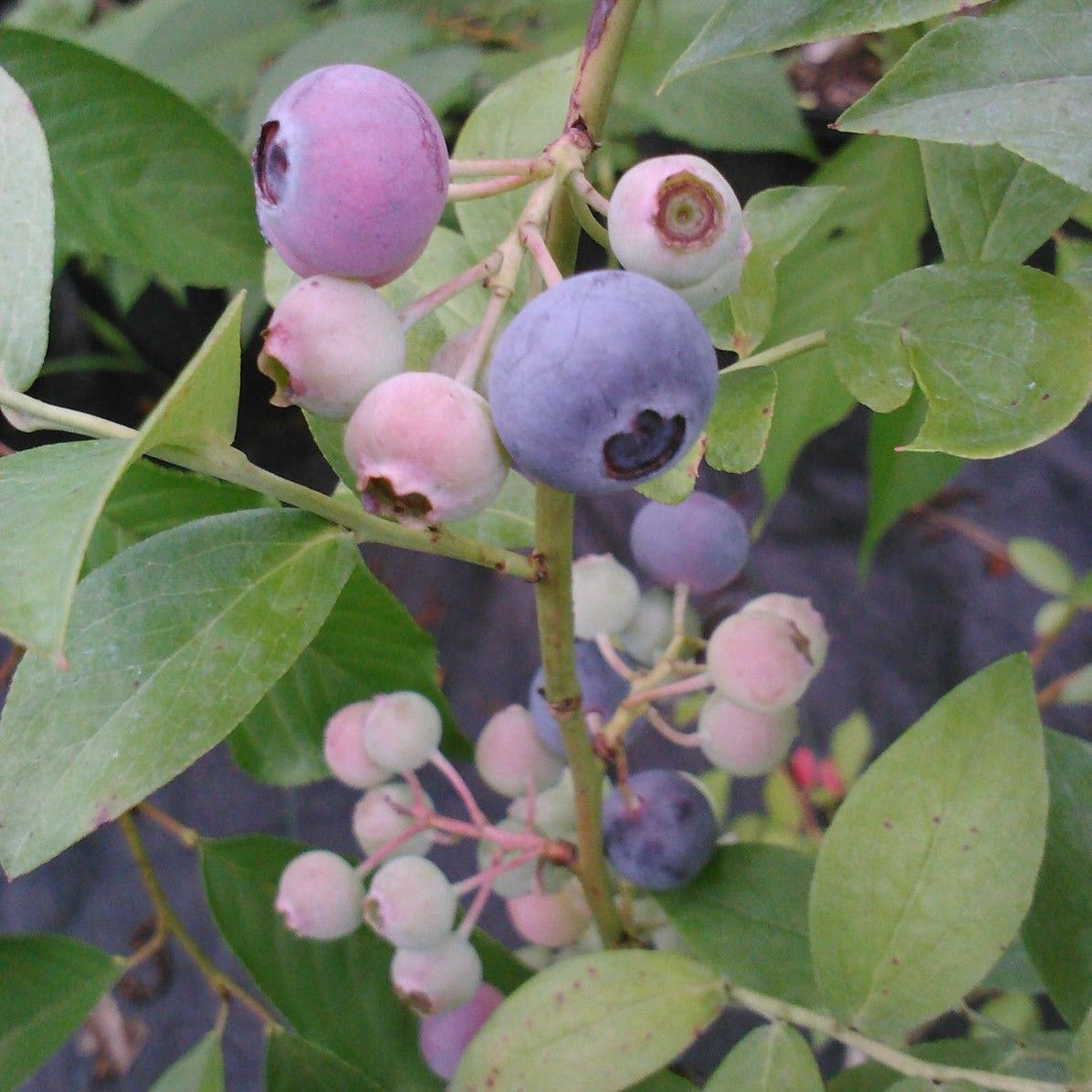 Krewer Blueberry - Berries As Big As A Quarter