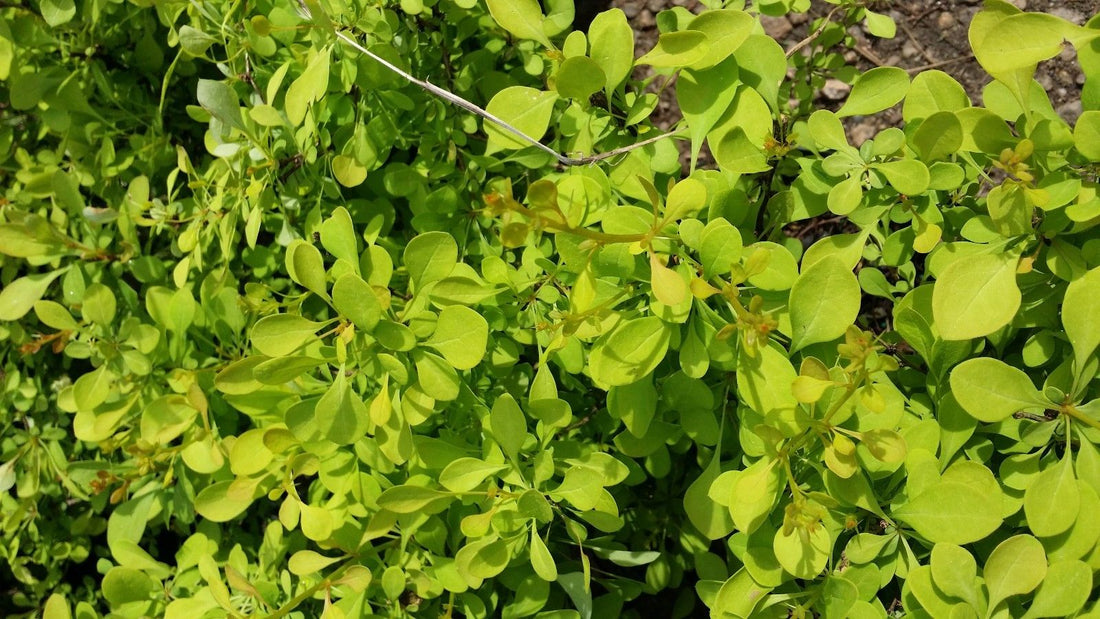 (3 Gallon) Aurea Barberry(Shipped In Pot) Japanese Barberry, Showy Bright Yellow Foliage