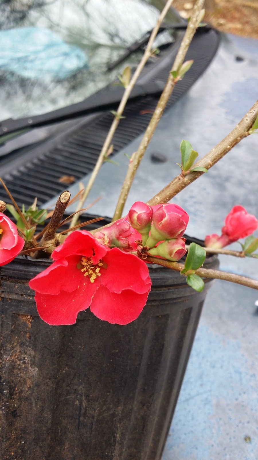 (1 Gallon) Spitfire Flowering Quince- Grand Red Flowers In Spring