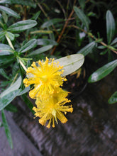 (Liner/Starter) Hypericum Creels Gold, Year Round Interest, Good For Mid-West