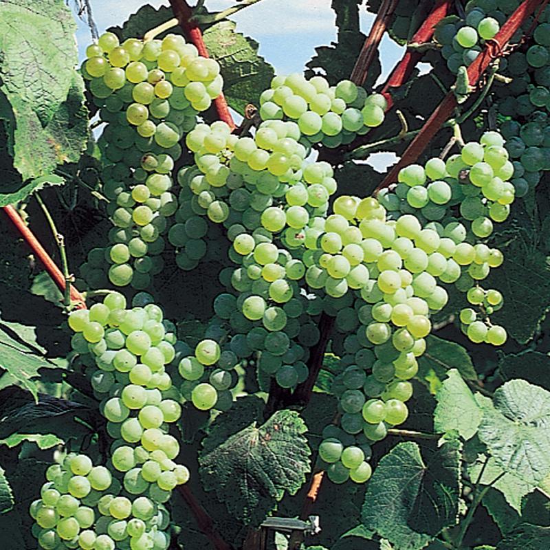 Himrod Seedless Grapes