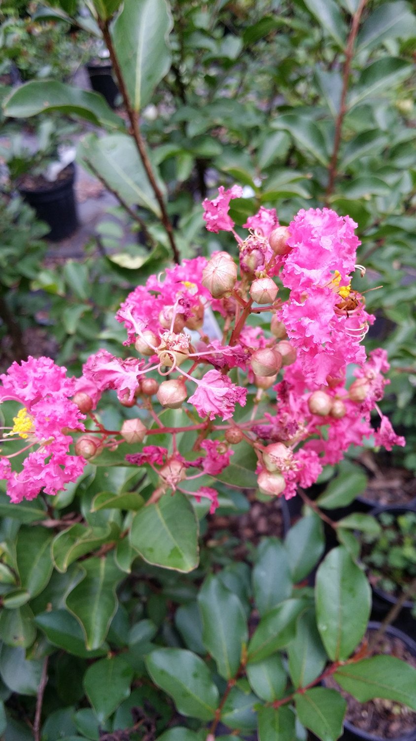 (1 Gallon) Sweetheart Dazzle® Crape Myrtle, Stunning Dwarf, Compact Mounded Shrub, Gorgeous Pink Blooms From Summer To Fall