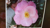Camellia &