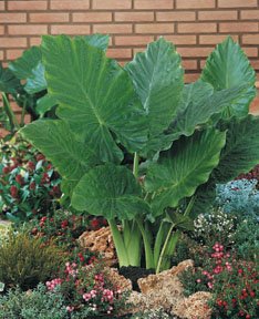 Elephant Ear