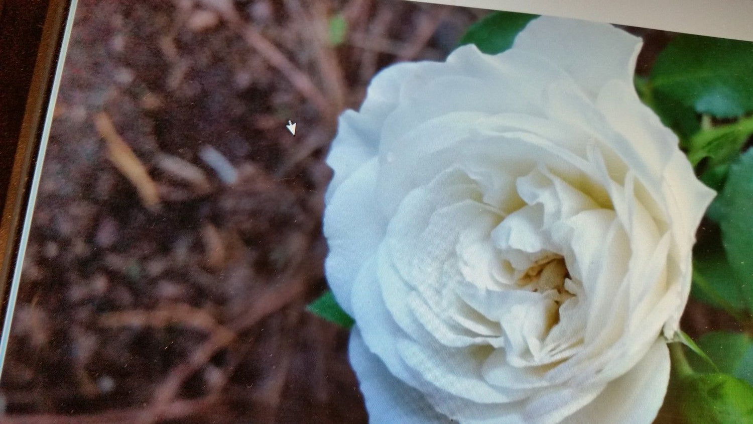Camellia Bienville Impressive Double White, Old Fashioned/Heritage
