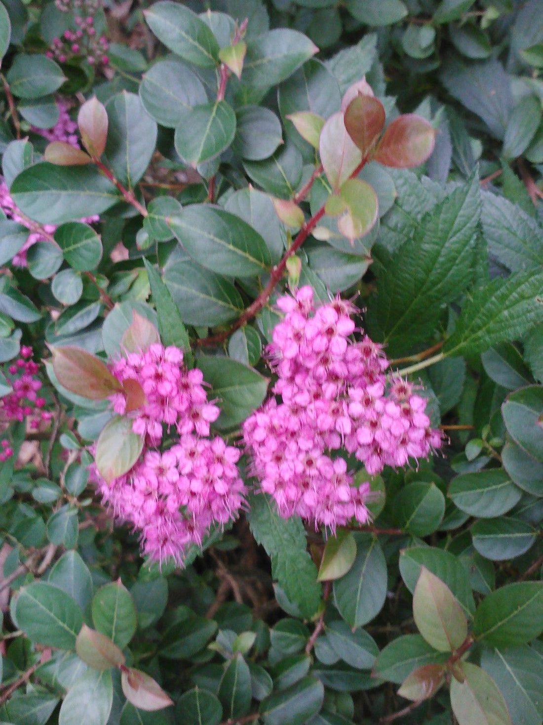 (1 Gallon) Neon Flash Spirea, Flashy Hot Pink Flowers Compact, Hardy Shrub, Adds Lot of Color