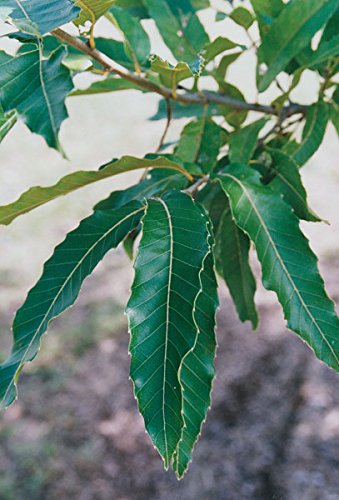 (Pack of 4 Plants of 3 Gallon Each) Sawtooth Oak Tree-Great Source of Food and Fodder For Wildlife, First To Provide Hard Mast To All Wildlife