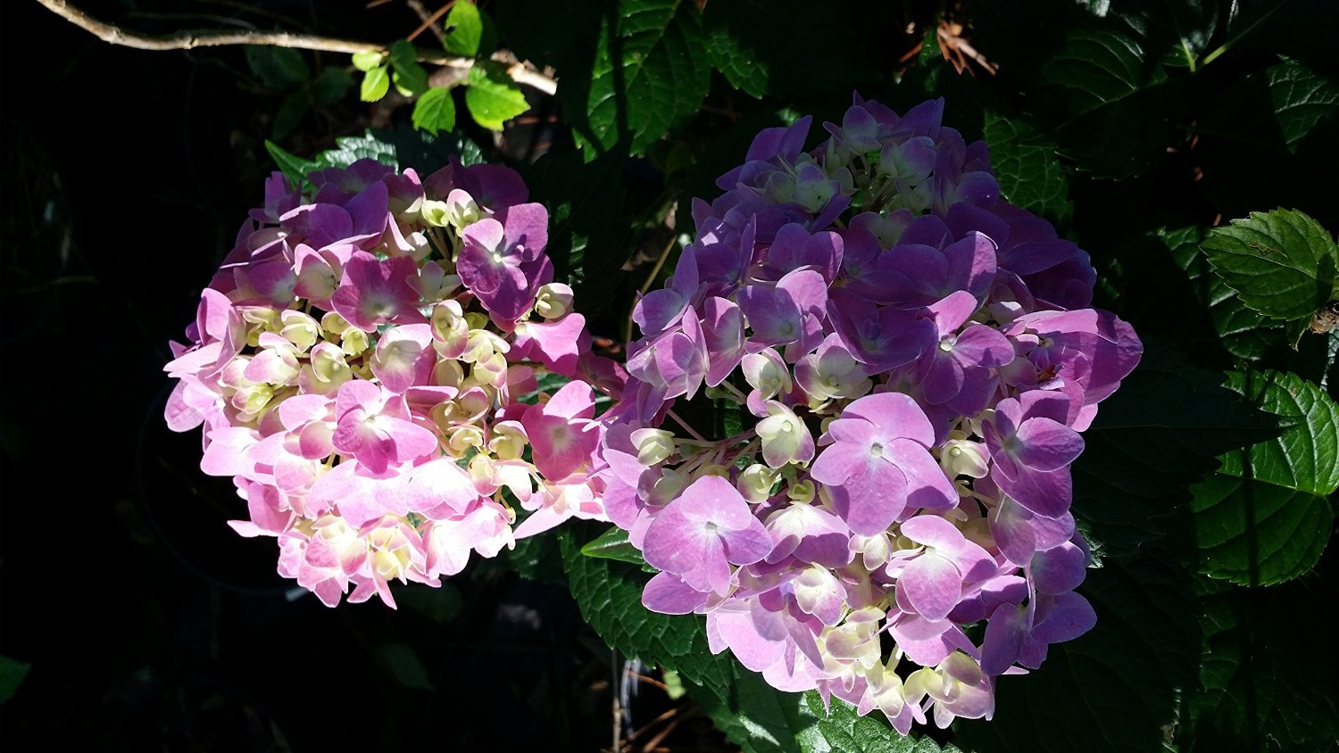 Twist-N-Shout Hydrangea- First Re-Blooming Lacecap Hydrangea with Beautiful Red Stems, Blooms Pink Or Purple Blooms