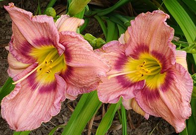 (1 Gallon) Bellaboo Daylily, Large Pale Purple Blooms with An Gorgeous Purple Band with Lemon Yellow Throat, Blooms For Long Time with Lots of Blooms.