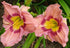 (1 Gallon) Bellaboo Daylily, Large Pale Purple Blooms with An Gorgeous Purple Band with Lemon Yellow Throat, Blooms For Long Time with Lots of Blooms.