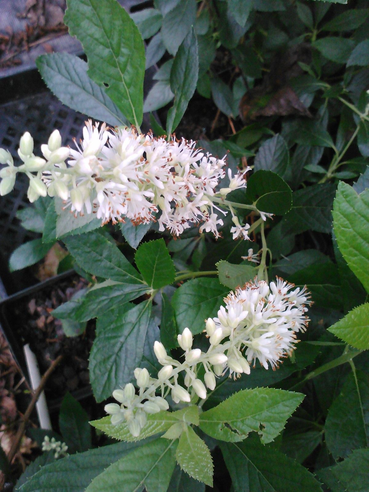 Hummingbird Clethra, Candle Like Fragrant Blooms Good For Rainy