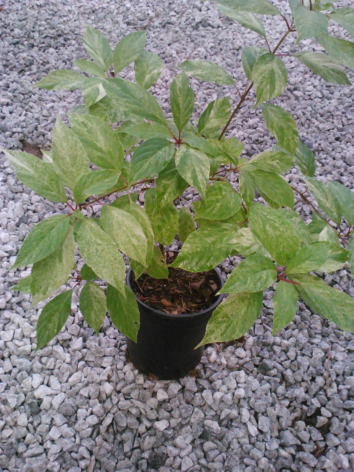 Summer Snow Hydrangea/Variegated Hydrangea