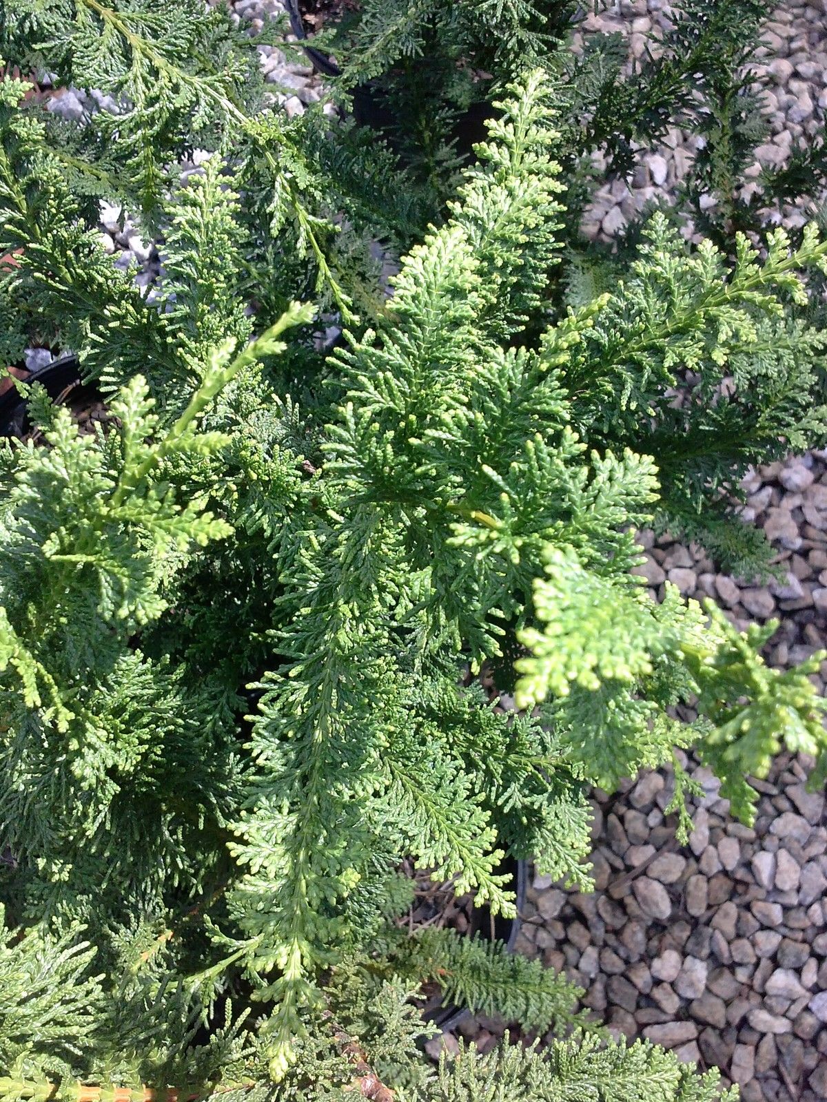 (1 Gallon) Shimpaku Juniper, Great For Bonsai, Very Interesting Evergreen