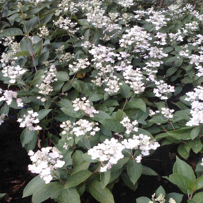 Mariesii Viburnum Shrub