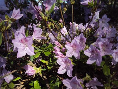 (1 Gallon) Hybrid Mildred Mae Azalea- Lavender Flowers, Compact Evergreen Shrub