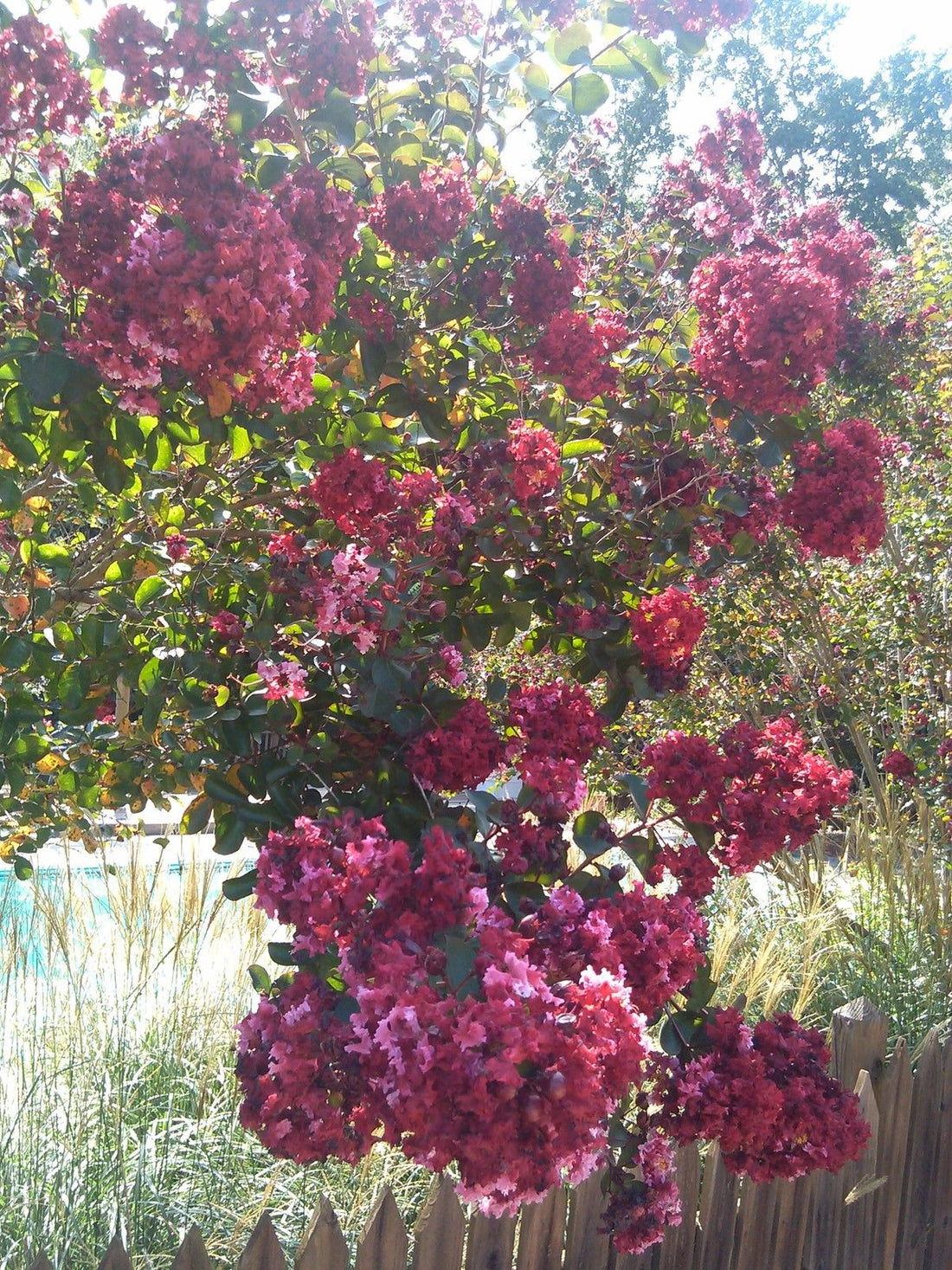 Pink Velour Crape Myrtle - Perfect Large Shrub To Brighten Any Garden