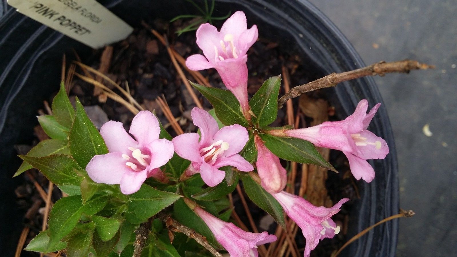 Minuet Weigela-Dwarf Type, Cold Hardy, Compact, Short Beauty