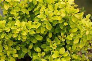 (Liner/Starter) Golden Barberry, Super Bright Solid Yellow Foliage, Great For Contrast and Accent Shrub, Mass Plantings.