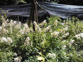 (2 Gallon) Pink Diamond Hydrangea, White Flowers (July-Sept) Turn Pink, For Cold Zones-1 Gal