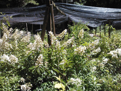 Pink Diamond Hydrangea, White Flowers (July-Sept) Turn Pink, For Cold Zones