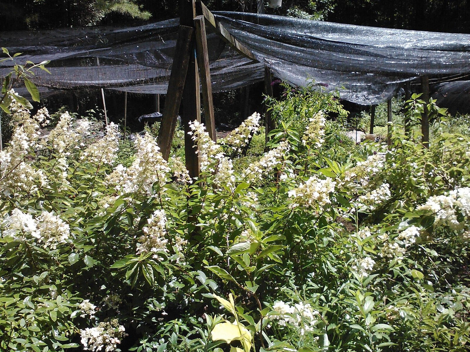 (Liner/Starter) Pink Diamond Hydrangea, White Flowers (July-Sept) Turn Pink, For Cold Zones