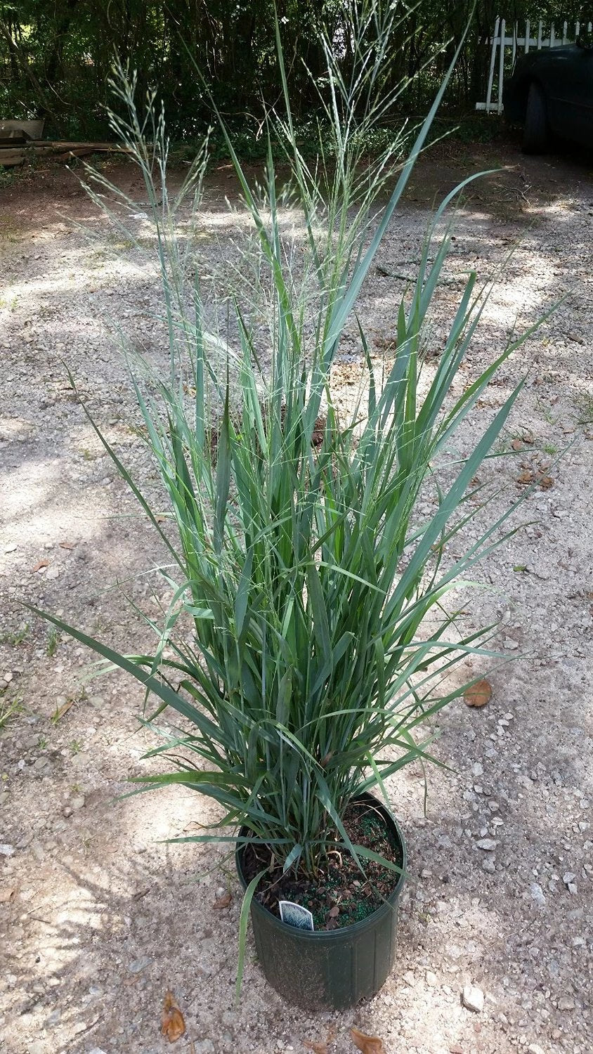 (3 Gallon) Dallas Blues Grass-Stunning Blue Switchgrass