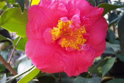 Camellia R.L.Wheeler-Stunning Double Rose Pink Blooms