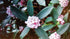 Daphne, Marginated Pink, Most Exotic Fragrant Pink -Fall/Winter Blooming)1 Gal