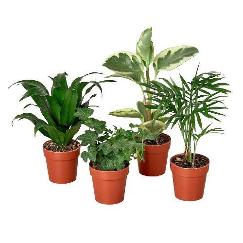 2&quot; Tropical Plant Variety Bundle