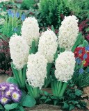 (Pack of 5 BULBS) HYACINTH CARNEGIE, bright white colored BLOOMS, LONG LASTING frosted white blooms with spicy fragrance.
