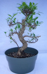 (5&quot; Pot) Bosai, Ball Shape Ficus Retusa (Live Plant)