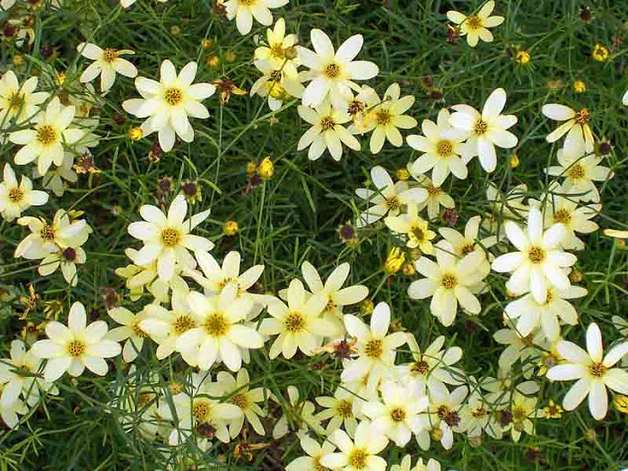 (1 Gallon) Coreopsis Verticillata &