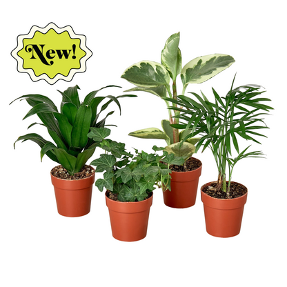 3&quot; Tropical Plant Variety Bundle