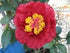 Camellia Bob Hope-Large Deep Red Blooms