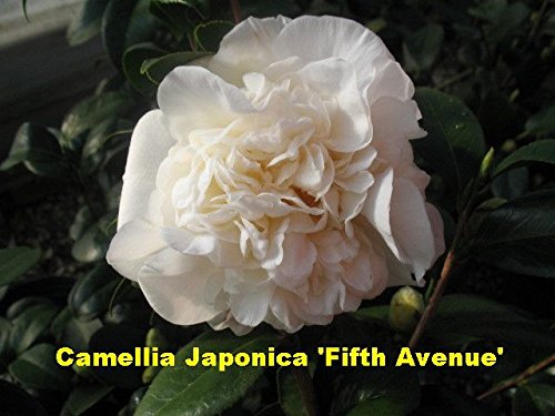 Camellia Fifth Avenue Flower Plant-Solid White, Large Blooms