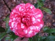 Camellia Bobbie Fain Variegated Plant-Large Blooms