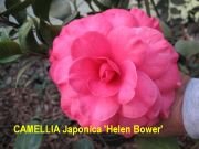 Camellia Helen Bower- Flushed with Violet Blooms