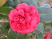 Camellia Little Slam Plant - Glorious Rich Red Blooms